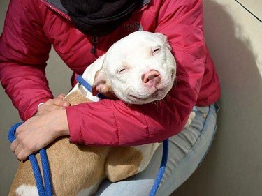 18 perros adoptados vuelven a casa por primera vez