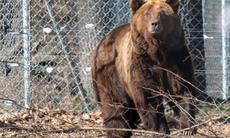1648789334 oso negro evacuado con exito de ucrania al area protegida