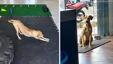 El perro ingreso a un gimnasio se estiro y finalmente