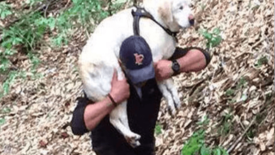 1662354032 rescatan a perro ciego desaparecido por mas de una semana