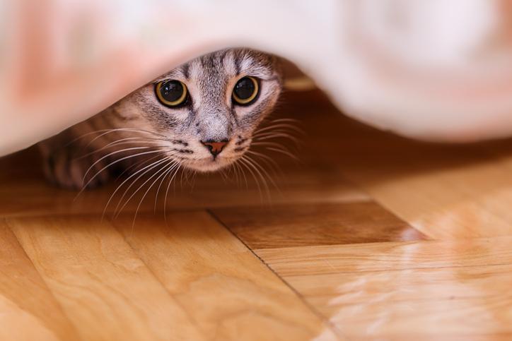 Por qué mi gato se esconde cuando viene gente? - causas y qué hacer