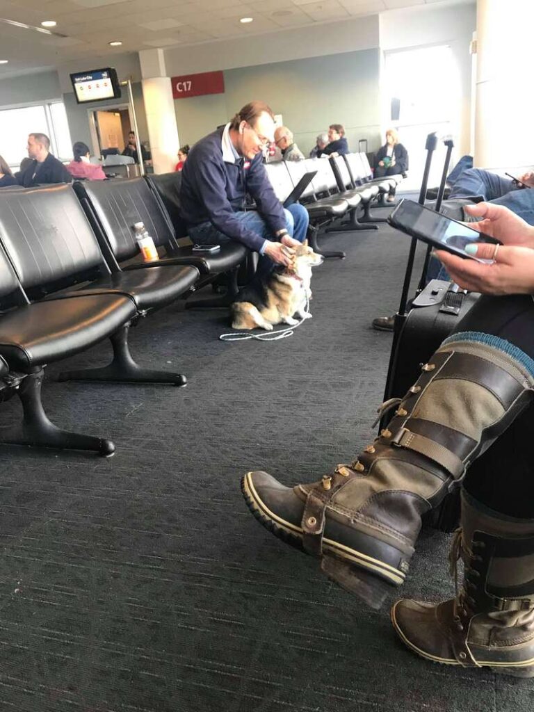 1640935110 51 el adorable corgi ve a un hombre en el aeropuerto