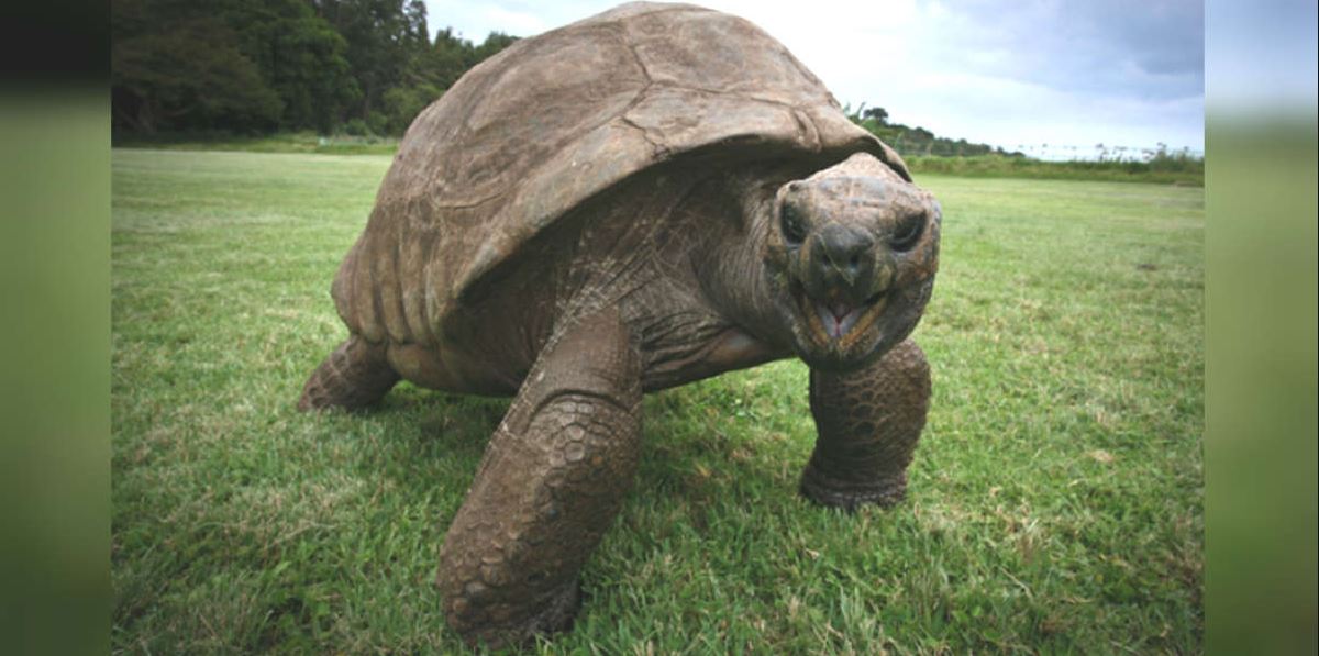 Conoce a Jonathan, el animal más antiguo del mundo. 1 1640935122 Conoce a Jonathan el animal mas antiguo del mundo
