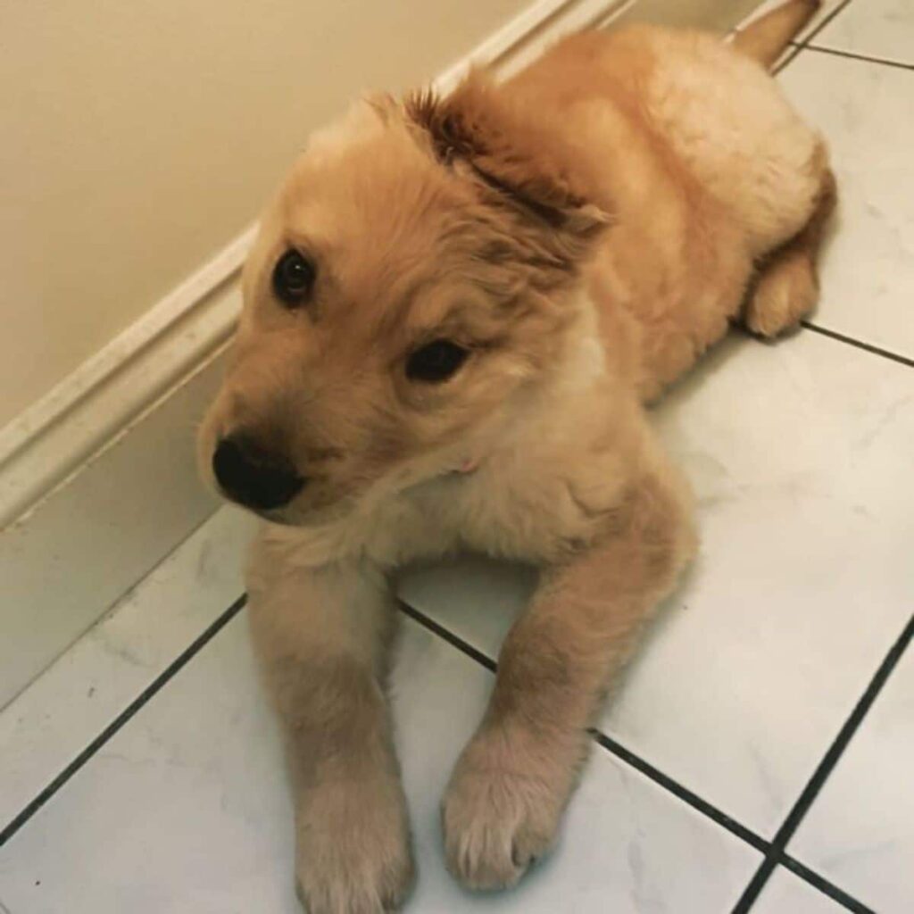 1640935175 332 cachorro con una sola oreja parece un unicornio dorado