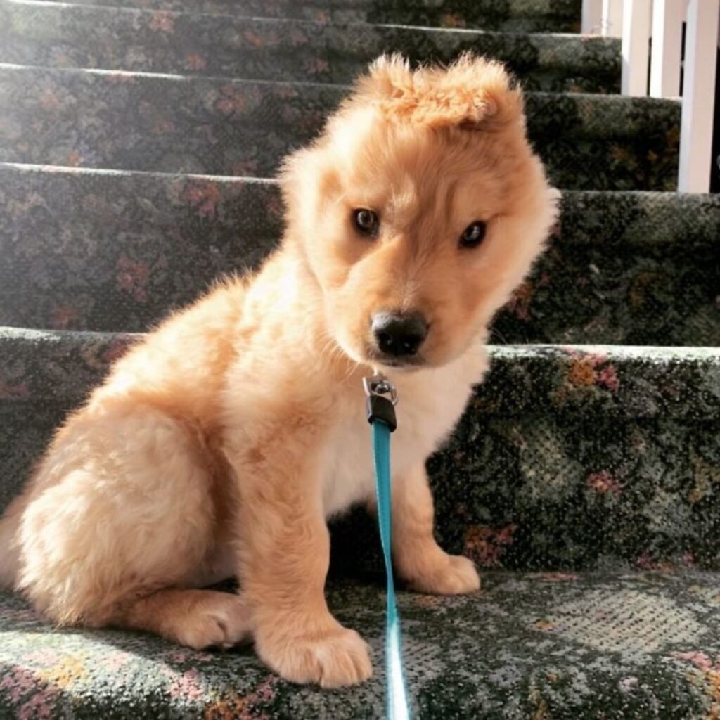 1640935175 413 cachorro con una sola oreja parece un unicornio dorado
