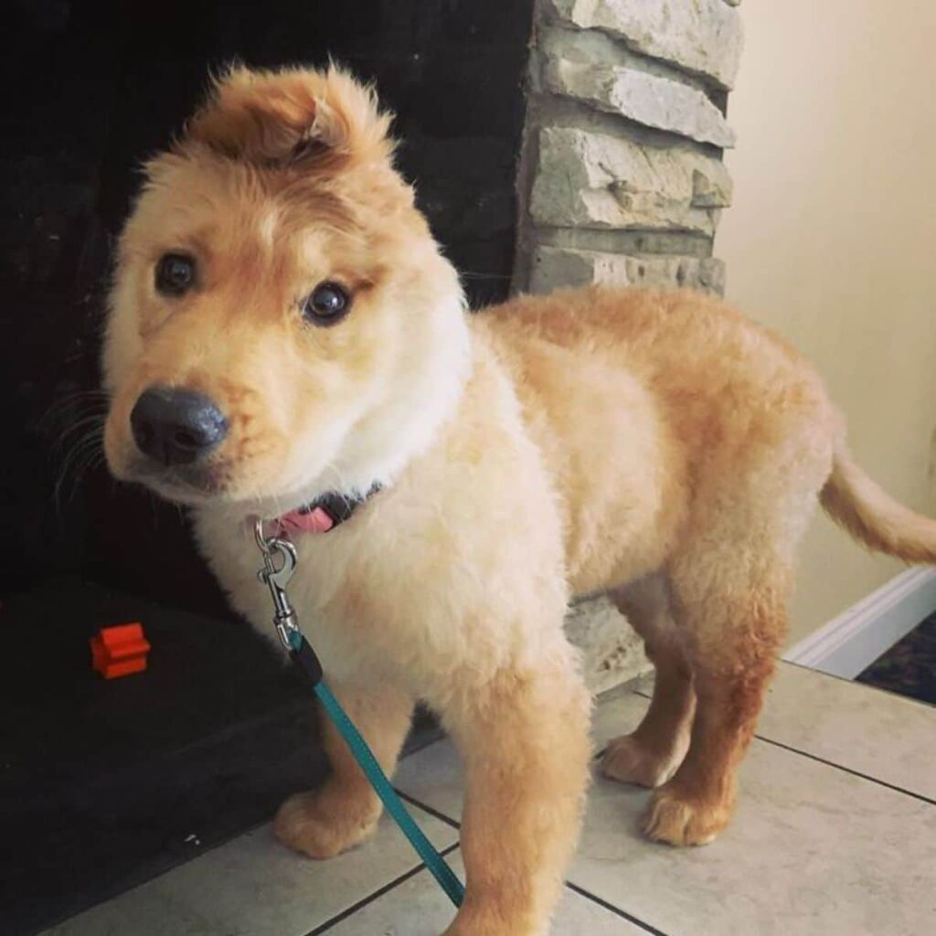 1640935175 54 cachorro con una sola oreja parece un unicornio dorado