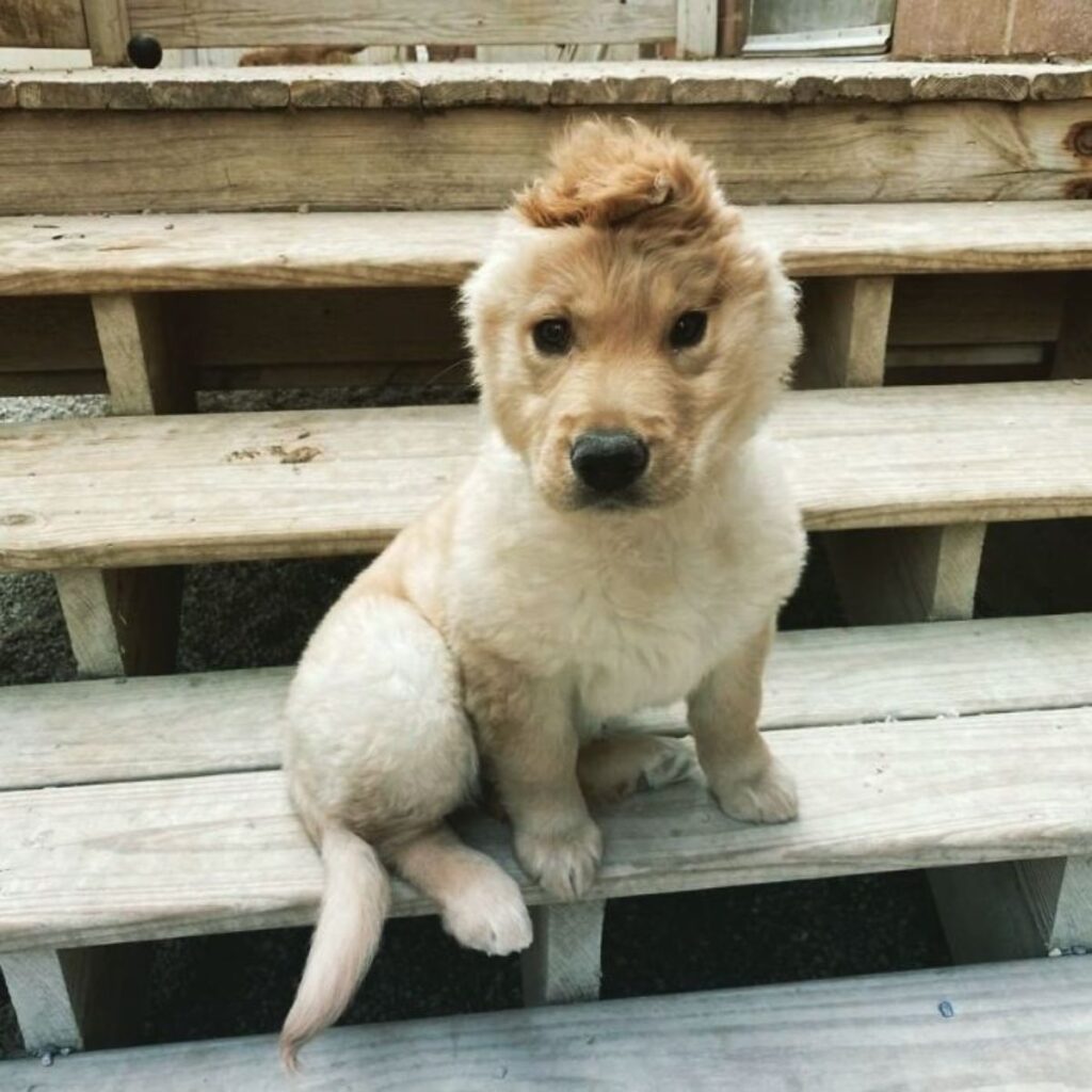 1640935175 653 cachorro con una sola oreja parece un unicornio dorado