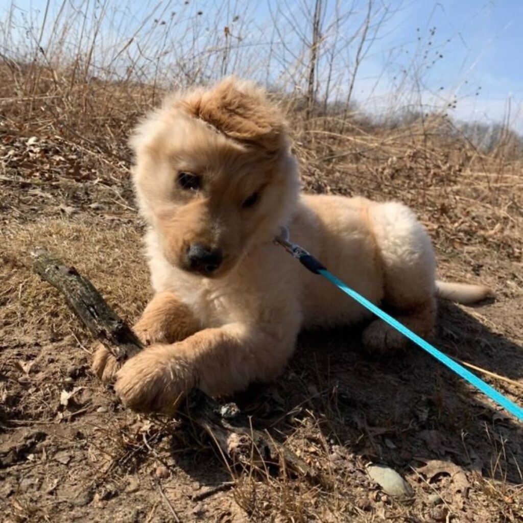 1640935175 738 cachorro con una sola oreja parece un unicornio dorado