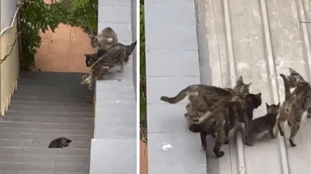 Un momento, cuando un grupo de gatos ayuda a otro bebé "Michi" en el techo. 1 1640937448 Un momento cuando un grupo de gatos ayuda a otro