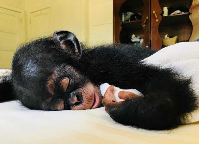 1640993567 661 el bebe chimpance se mantuvo en una caja durante meses