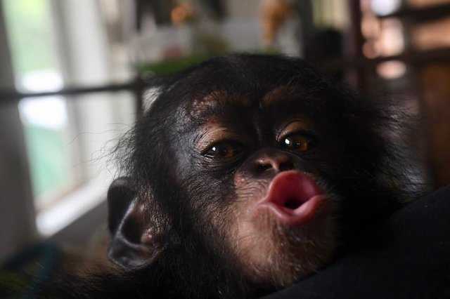 1640993569 429 el bebe chimpance se mantuvo en una caja durante meses