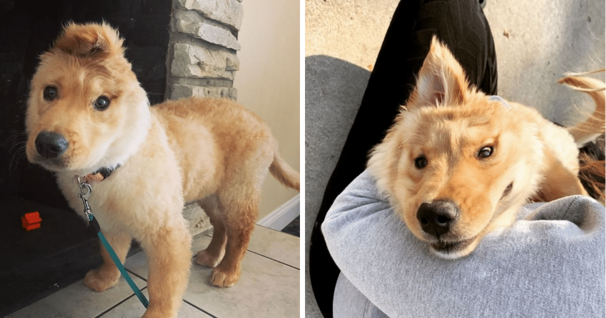 Cachorro con una sola oreja parece un unicornio dorado