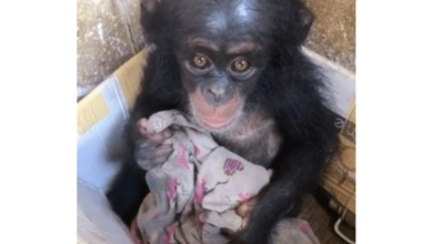 El bebe chimpance se mantuvo en una caja durante meses