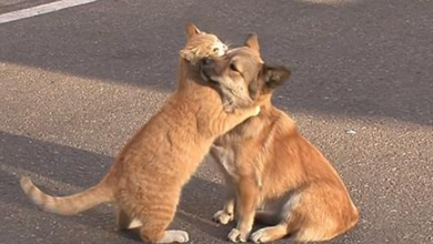 Un gato callejero consuela a un cachorro triste que nunca