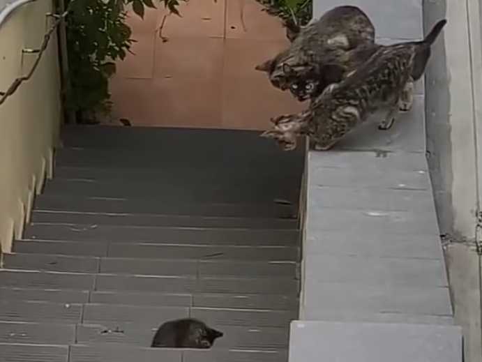 Un momento cuando un grupo de gatos ayuda a otro