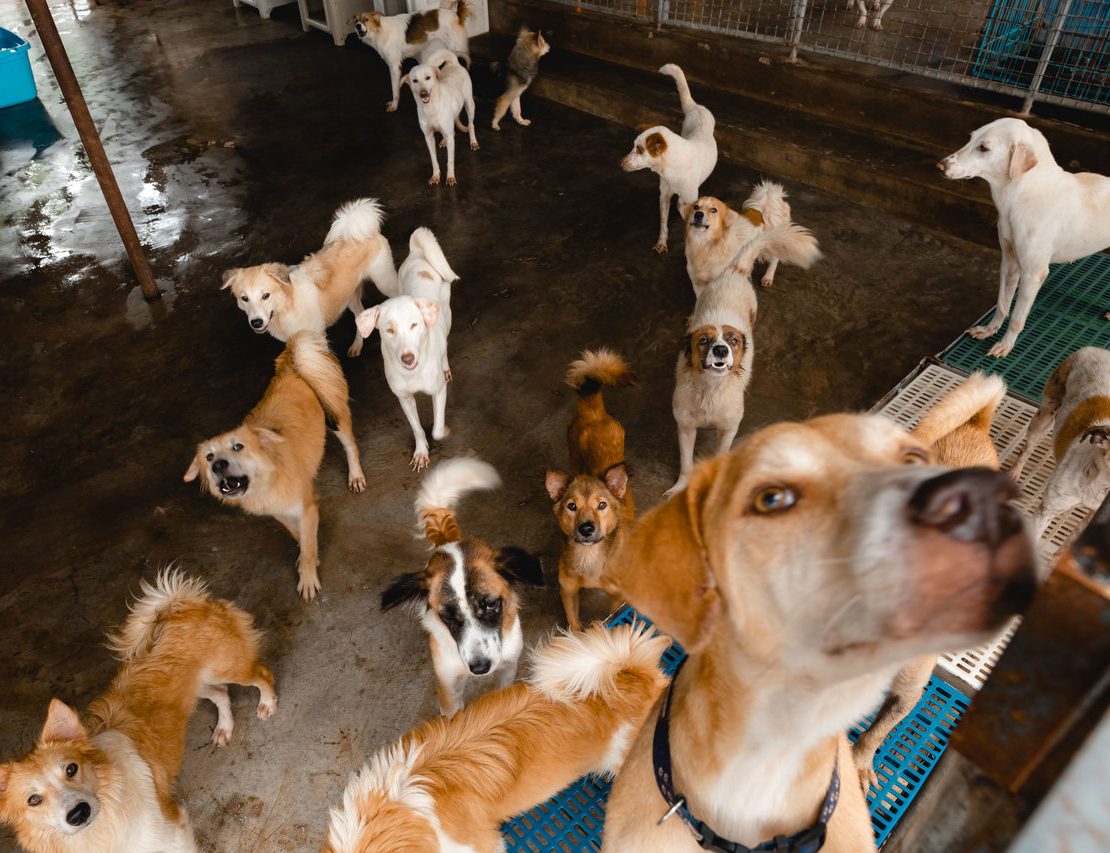 Perros en refugio de rescate para adopción