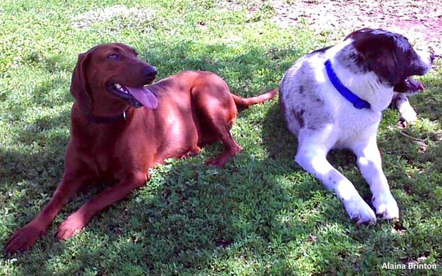 1641252989 347 perro a punto de ser adoptado se nego a dejar