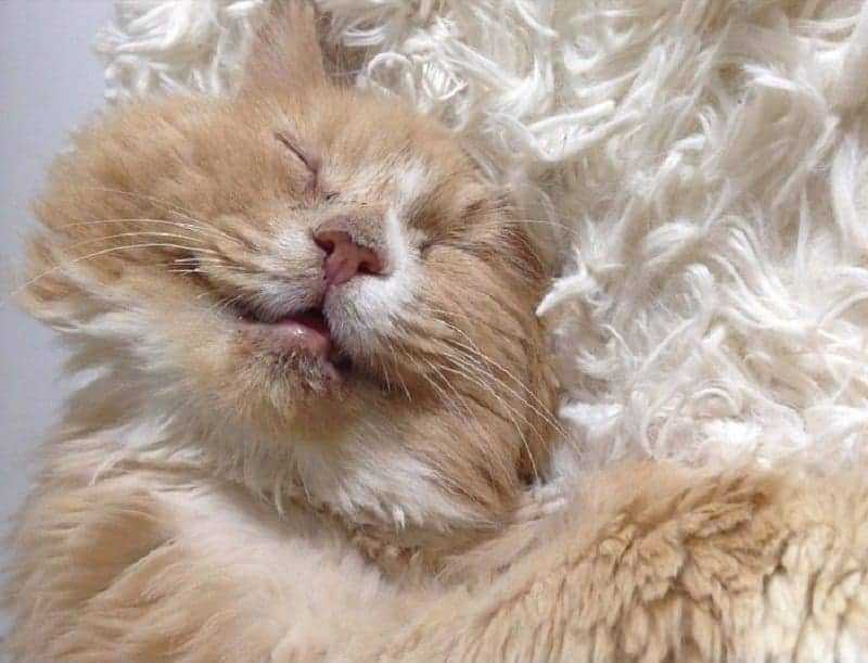 1641425983 877 el viejo gato callejero con graves problemas medicos ha