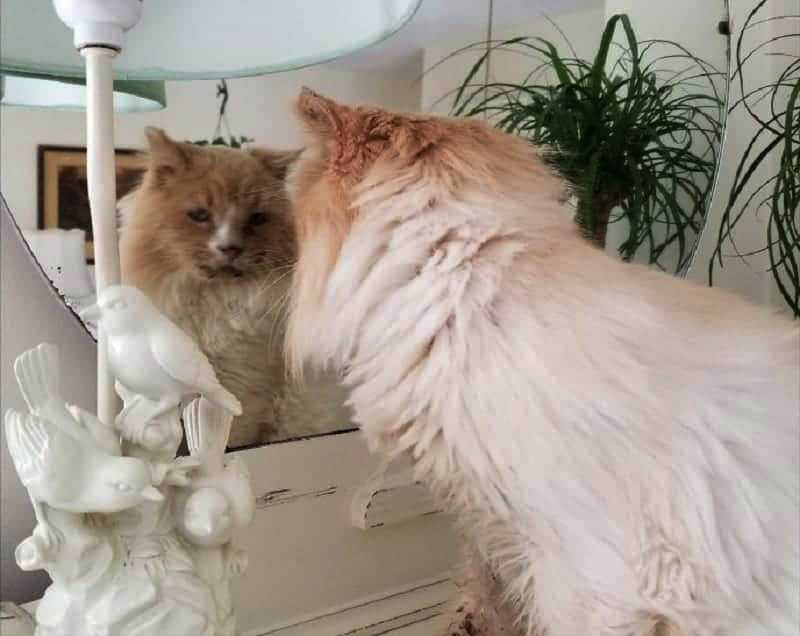 1641425985 448 el viejo gato callejero con graves problemas medicos ha