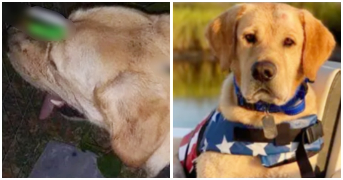 Perro con objeto extraño que sobresale de su cabeza menea al oficial de control de animales 1 1641495031 Perro con objeto extrano que sobresale de su cabeza menea