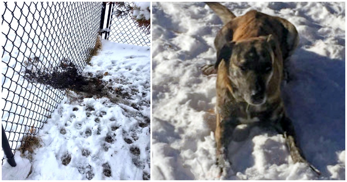 Perro escapa del patio durante la ventisca, cae al lago y camina 5 millas antes de volver a casa 1 1641581488 Perro escapa del patio durante la ventisca cae al lago