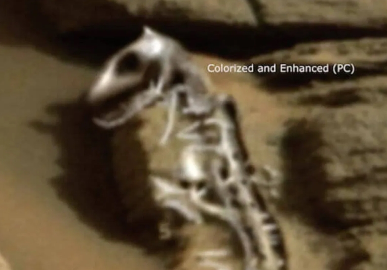 1642097783 962 olvidate del agua en marte dinosaurio fosilizado encontrado en el