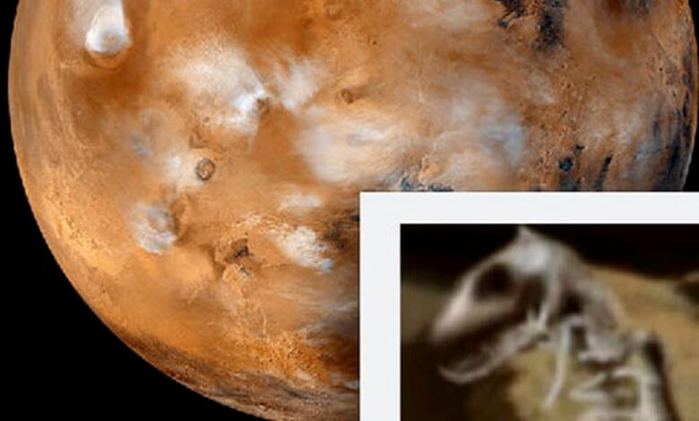 Olvídate del agua en Marte: dinosaurio fosilizado "encontrado en el planeta rojo" - Ufo y Misterios 1 1642097784 olvidate del agua en marte dinosaurio fosilizado encontrado en el