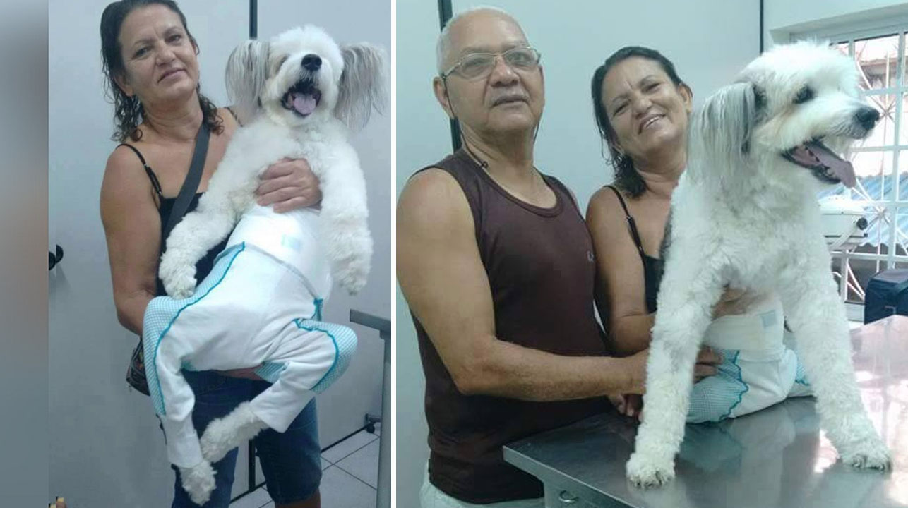 El veterinario se sorprende al ver un cachorro de Parapelijo perfectamente cuidado 1 1642635696 El veterinario se sorprende al ver un cachorro de Parapelijo