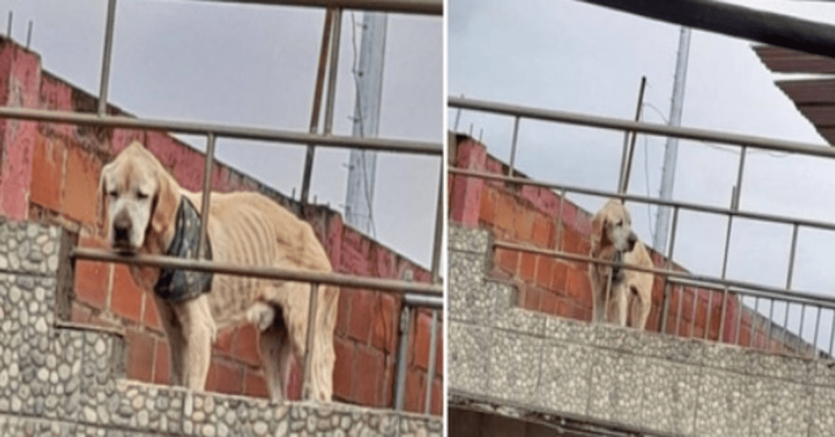 Con la mirada más triste y huesos a la vista, un perro pasó sus días atrapado en el techo de una casa 1 1642723014 Con la mirada mas triste y huesos a la vista