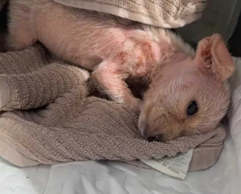 1642982486 751 rescatar a un cachorro con deformidades en las patas debido