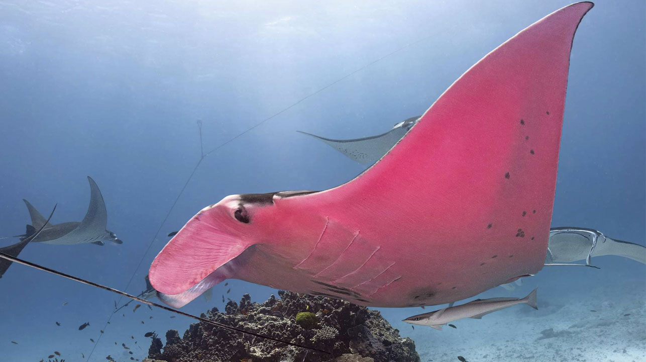 La única mantarraya rosa existente ha sido fotografiada 1 1643068193 La unica mantarraya rosa existente ha sido fotografiada