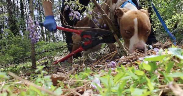 1643328566 432 pitbull hambriento encontrado encadenado a un arbol se convierte en