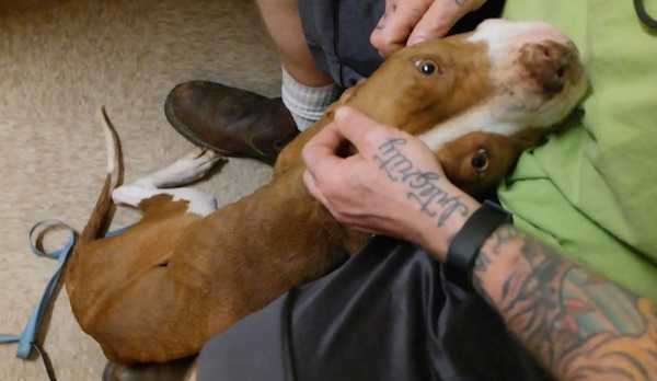 1643328567 555 pitbull hambriento encontrado encadenado a un arbol se convierte en