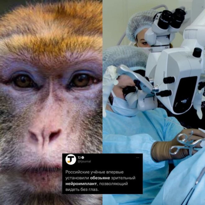 1643414194 986 cientificos rusos han logrado hacer que un mono vea sin