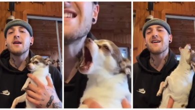 1643500658 chihuahua se une a sus duenos en un duo de