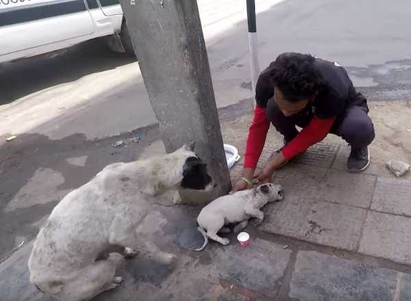 1643501560 707 Perro en problemas pide ayuda a gritos para su cachorro