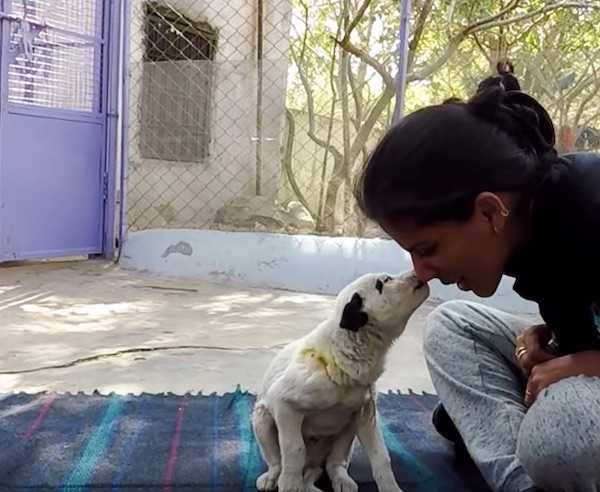 1643501562 543 Perro en problemas pide ayuda a gritos para su cachorro