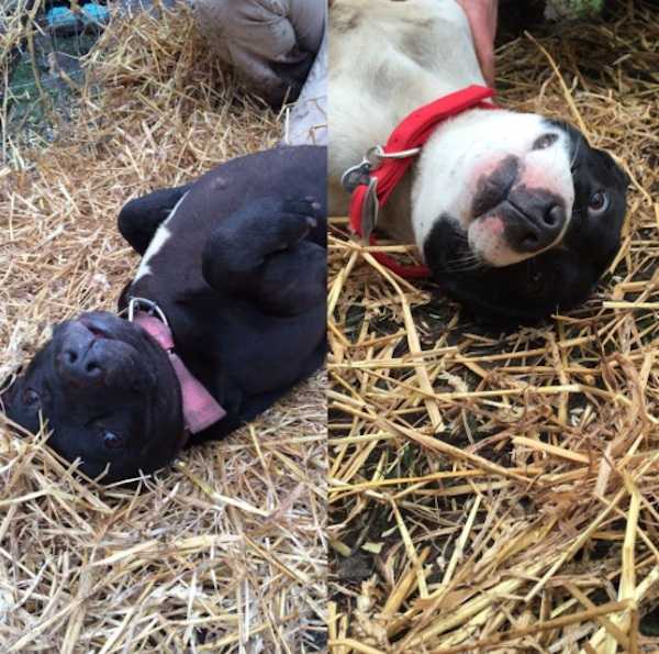 1643588106 855 dos perros liberados de sus cadenas dejan una huella imborrable