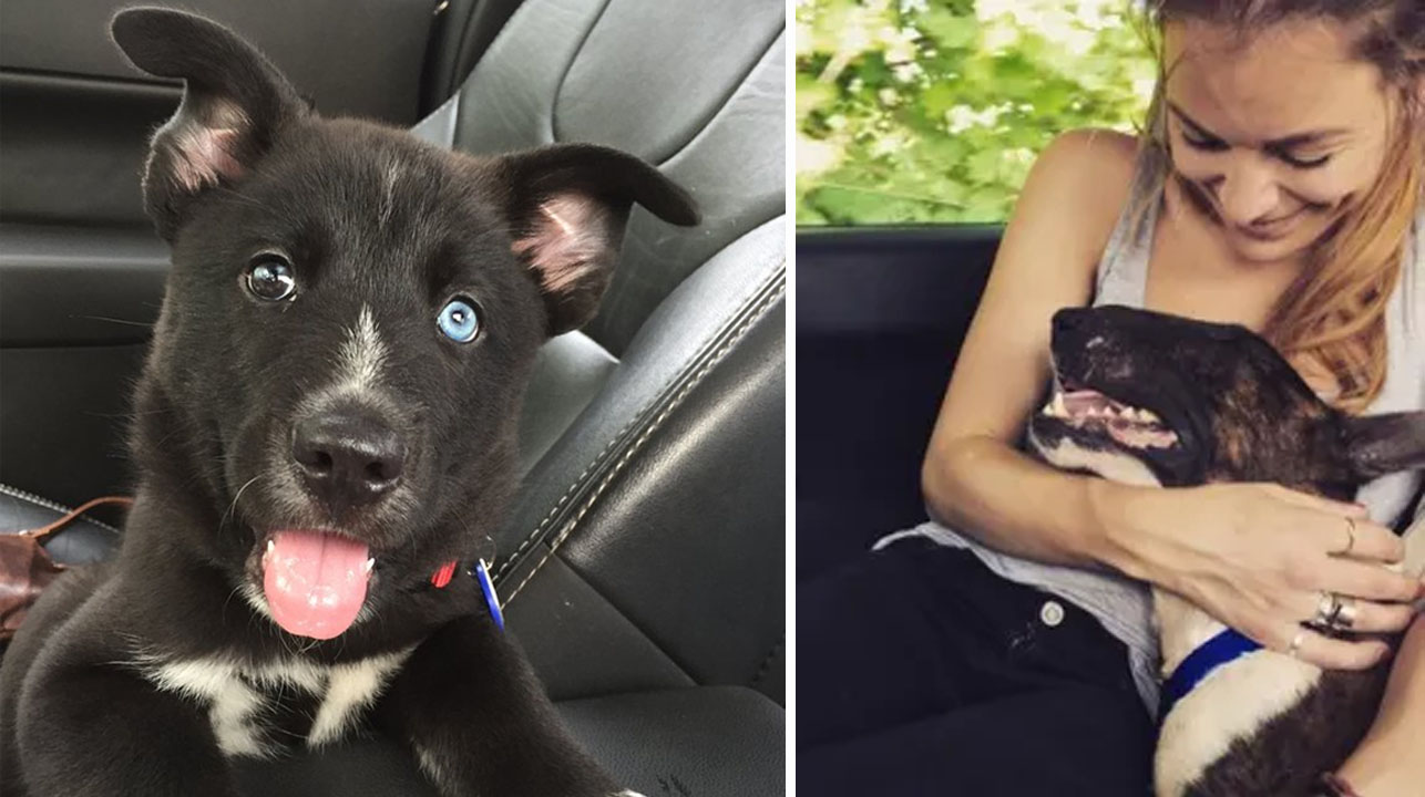 18 perros adoptados vuelven a casa por primera vez 1 1643673734 18 perros adoptados vuelven a casa por primera vez
