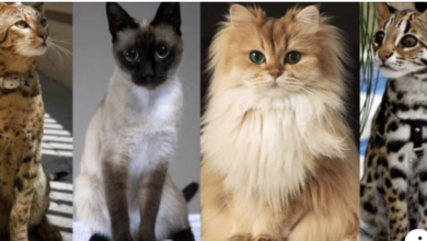 Aqui estan las cinco razas de gatos mas caras de