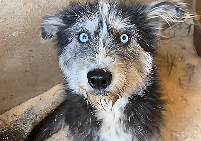 Brave Mama Dog pide a extraños que salven a sus cachorros 1 Brave Mama Dog pide a extranos que salven a sus