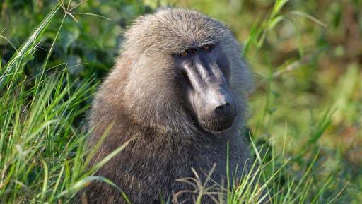 Cientificos rusos han logrado hacer que un mono vea sin