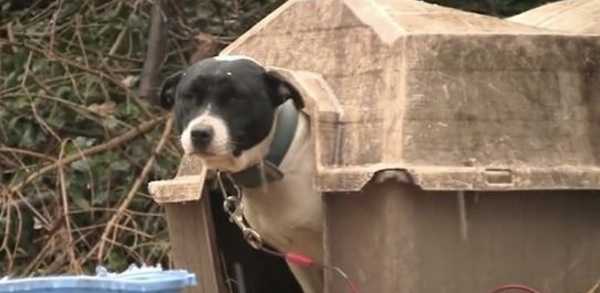 Dos perros liberados de sus cadenas dejan una huella imborrable