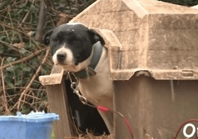 Dos perros liberados de sus cadenas dejan una huella imborrable en su vecindario 1 Dos perros liberados de sus cadenas dejan una huella imborrable