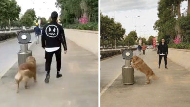 El perro no puede evitar recoger basura en la calle