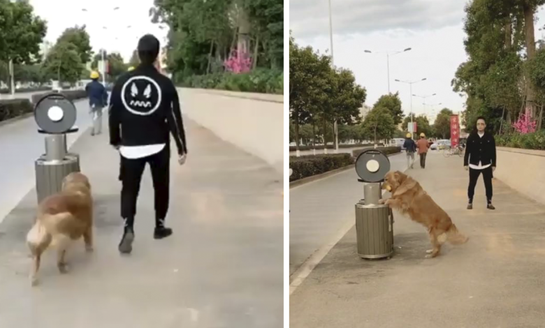 El perro no puede evitar recoger basura en la calle y llevarla a su lugar. 1 El perro no puede evitar recoger basura en la calle