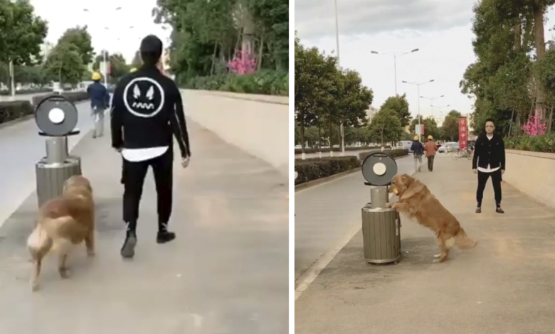 El perro no puede evitar recoger basura en la calle