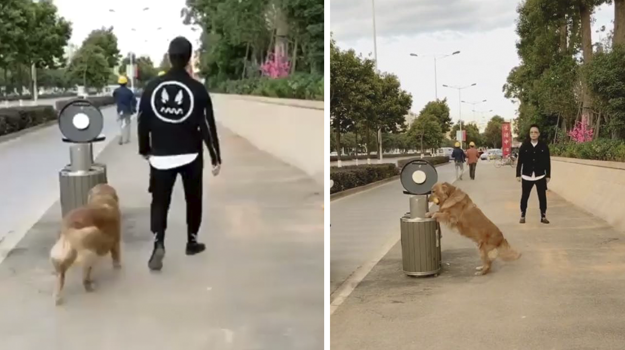 El perro no puede evitar recoger basura en la calle y llevarla a su lugar. 1 El perro no puede evitar recoger basura en la calle