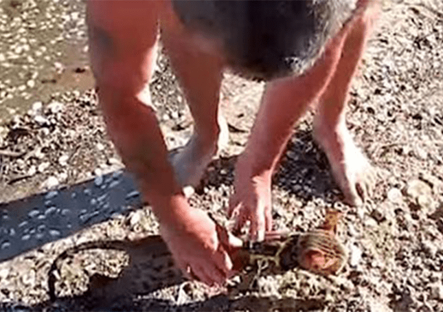Gatito de Bengala sorprende a su familia nadando en la playa 1 Gatito de bengala sorprende a su familia nadando en la