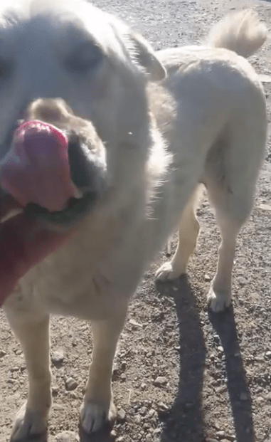 Hombre encuentra perro indefenso con lengua congelada en alcantarillado